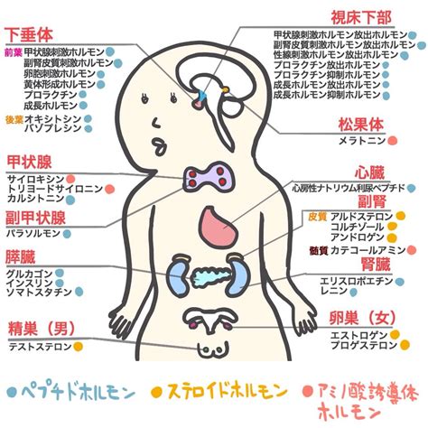 生理作用|生理作用とは？ わかりやすく解説